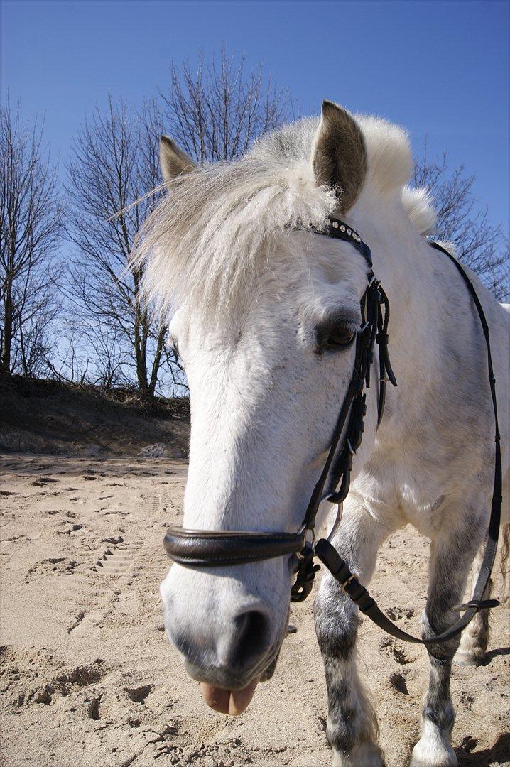 Anden særlig race Sunshine  billede 10