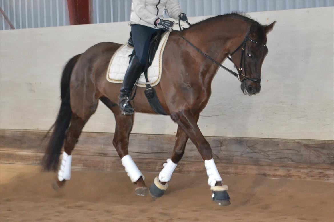 Dansk Varmblod Alby's Don De Luxe - min stjerne!!! billede 11