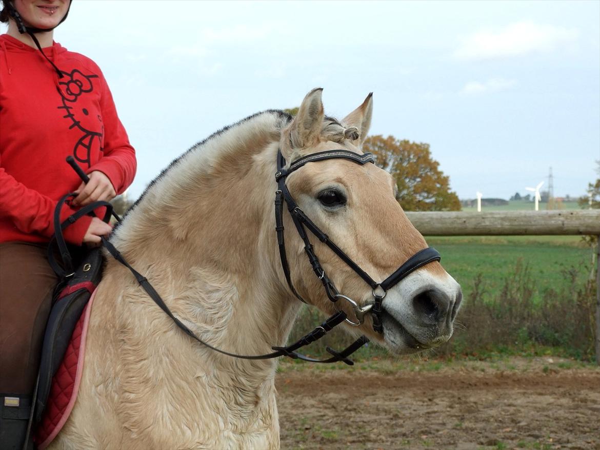 Fjordhest Bjarke Sax - Smukke Bjarke. :) d. 6/11 2008 Foto Sabrina S. Hansen billede 4