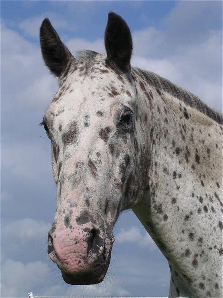 Knabstrupper Sally billede 1