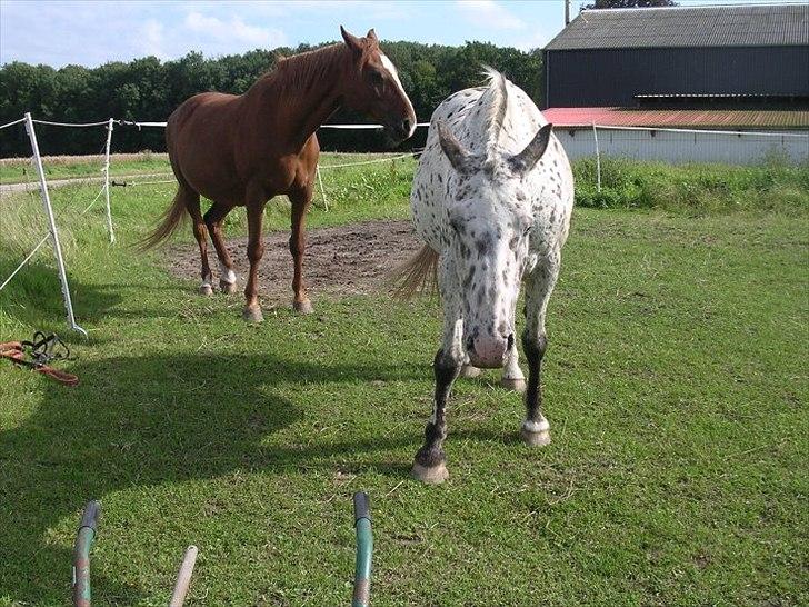 Knabstrupper Sally billede 2