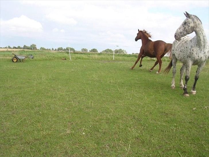 Knabstrupper Sally billede 3