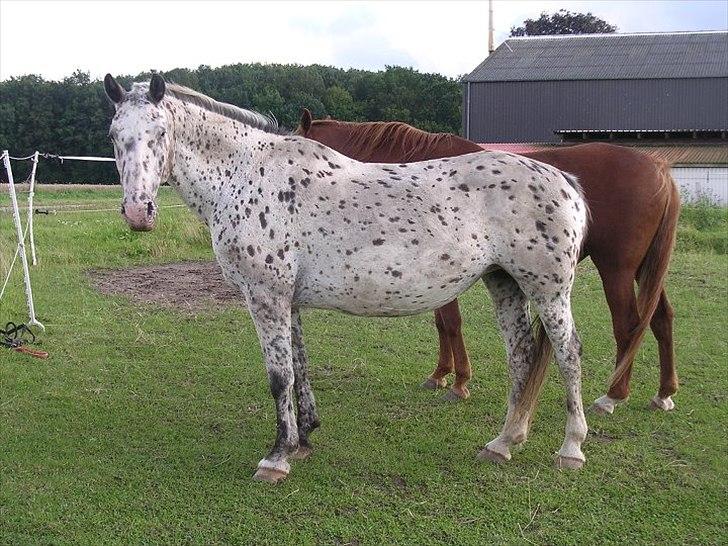 Knabstrupper Sally billede 4