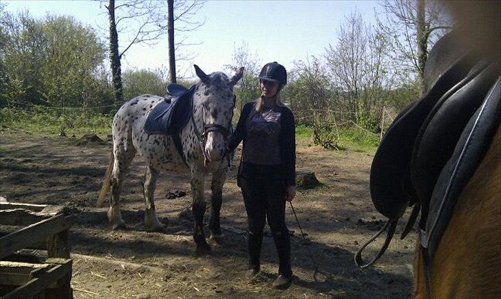 Knabstrupper Sally billede 5