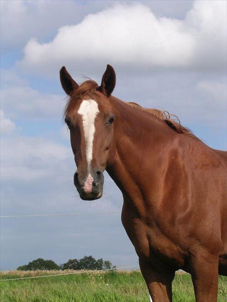 Hannoveraner Garwina billede 2