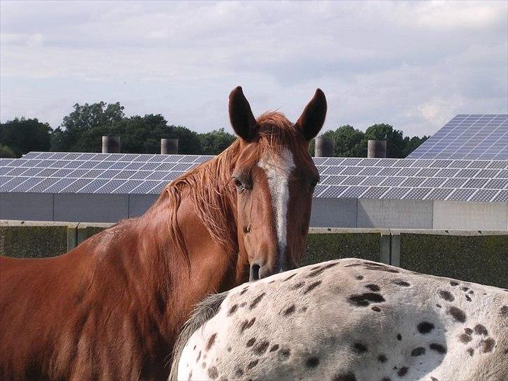 Hannoveraner Garwina billede 3