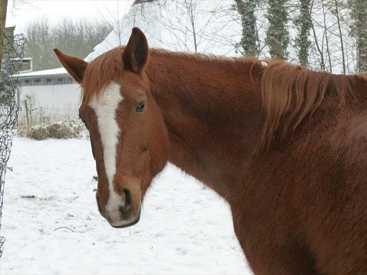 Hannoveraner Garwina billede 4