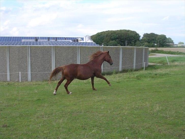 Hannoveraner Garwina billede 5