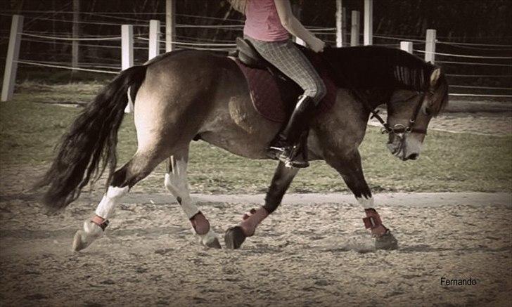 Anden særlig race Fernando billede 19