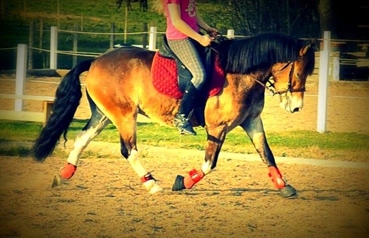 Anden særlig race Fernando billede 20