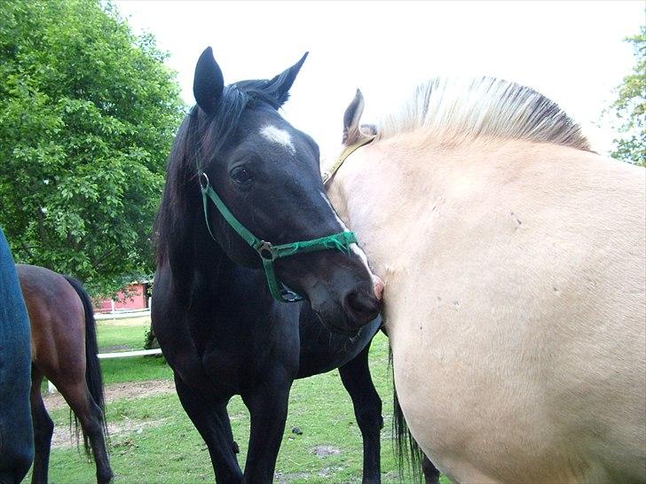 Traver Dylaron billede 10