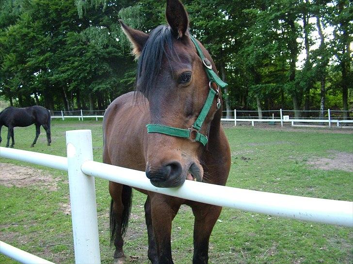 Traver Junior Guy billede 8