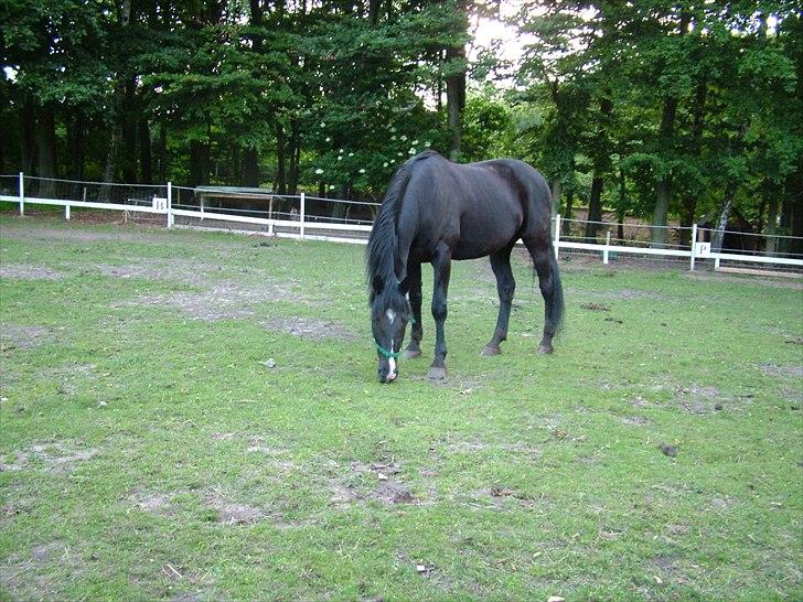 Traver Dylaron billede 11