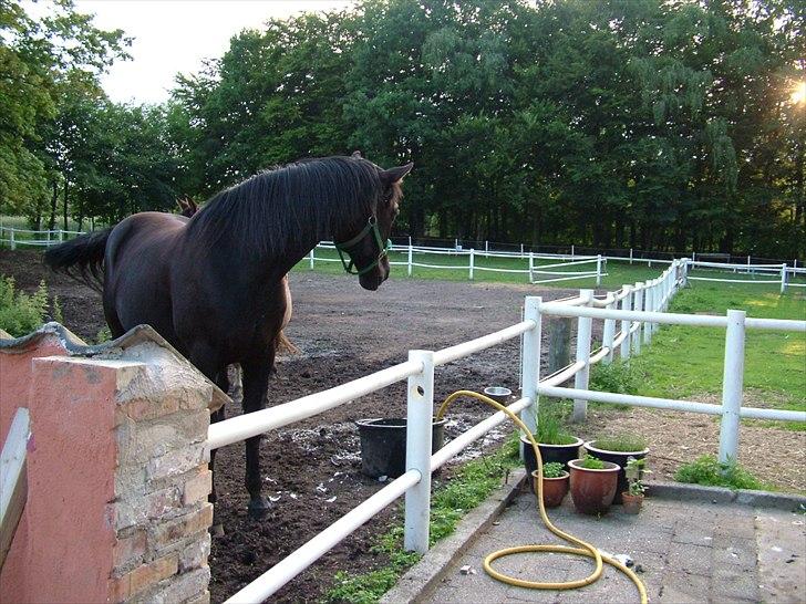 Traver Dylaron billede 12