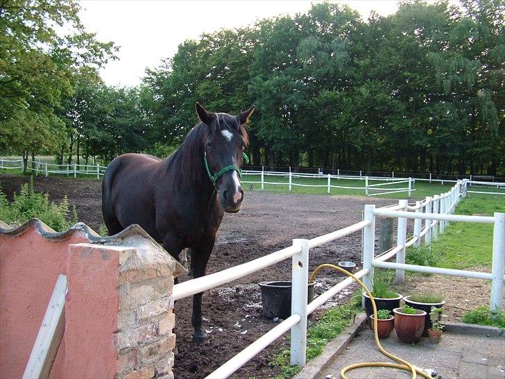 Traver Dylaron billede 13