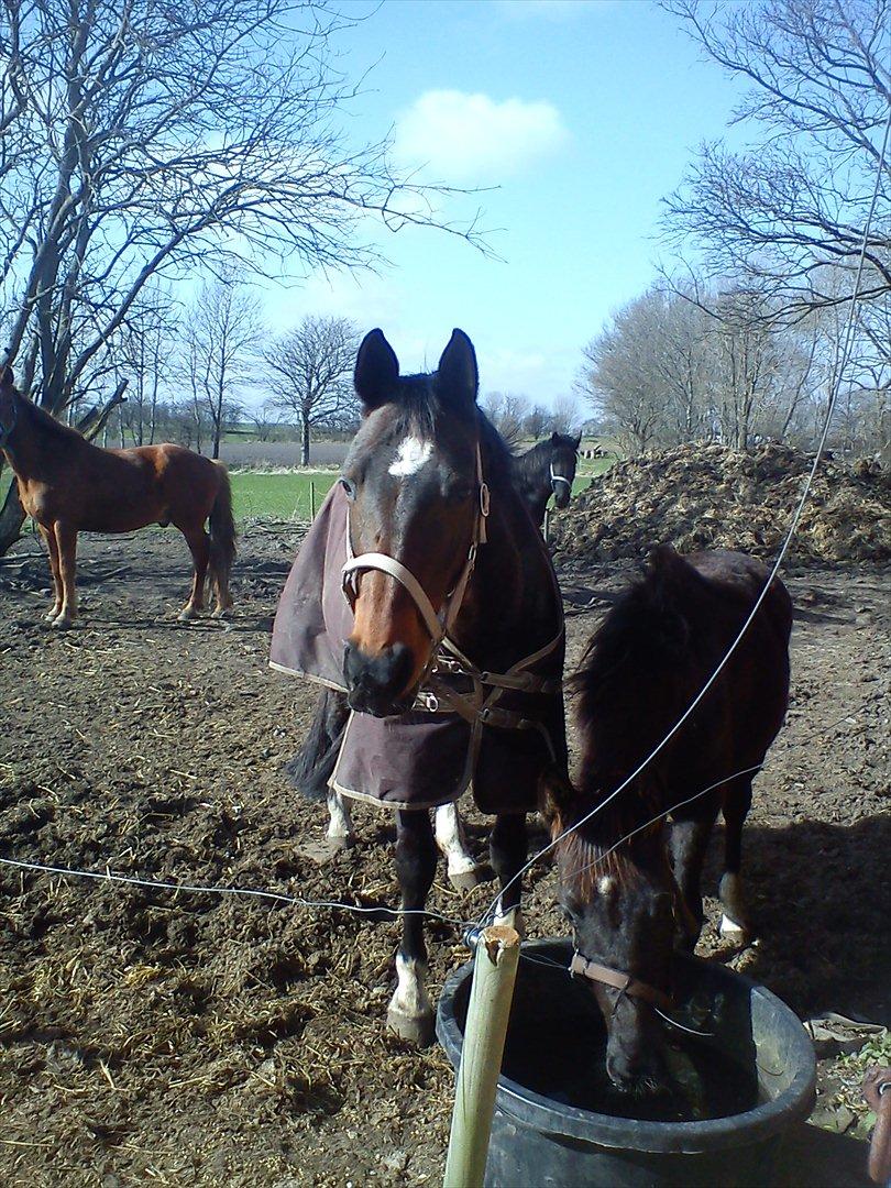 Dansk Varmblod Guinea billede 2
