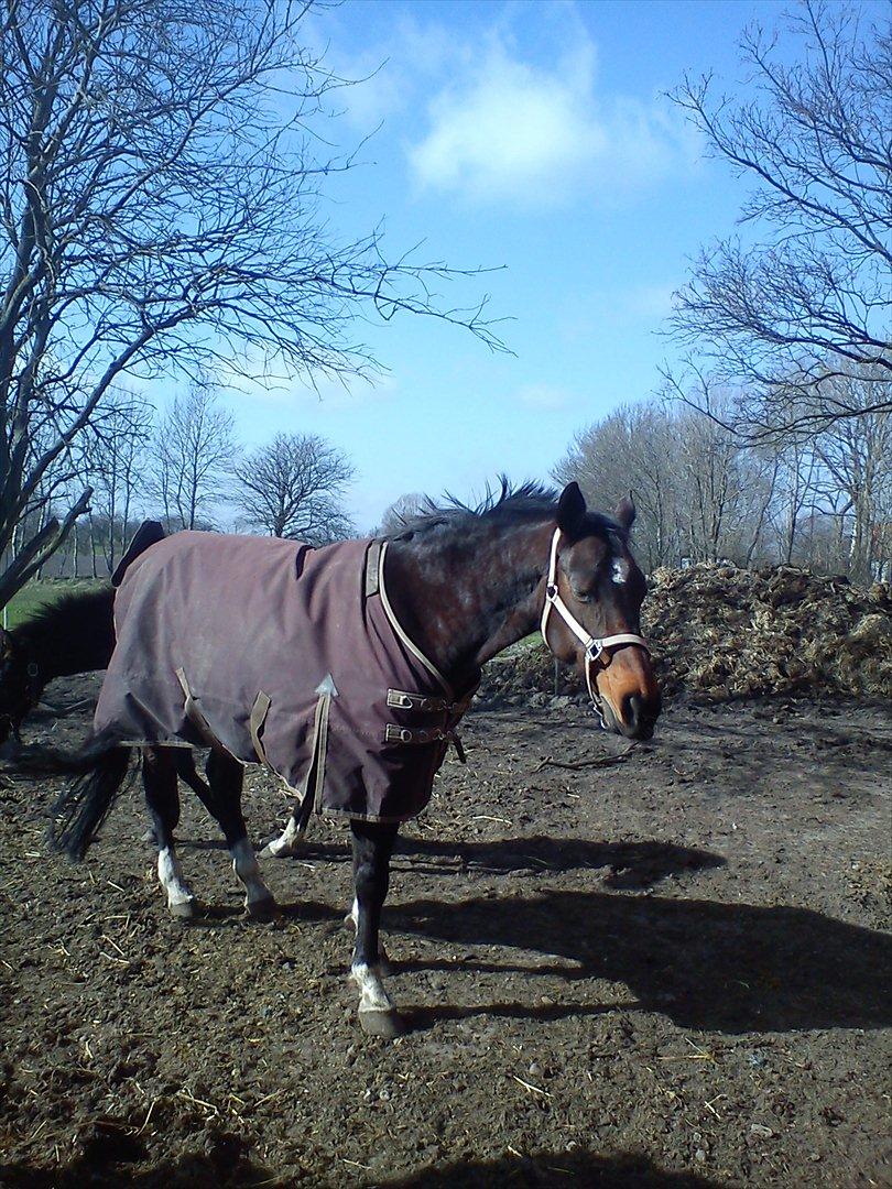 Dansk Varmblod Guinea billede 3