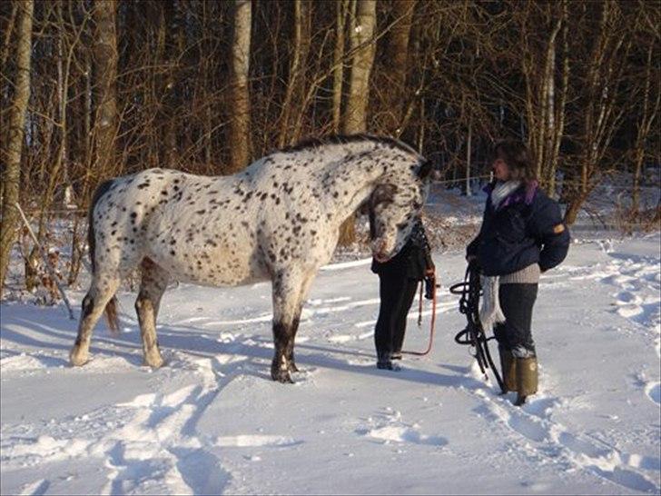 Knabstrupper Sally billede 6