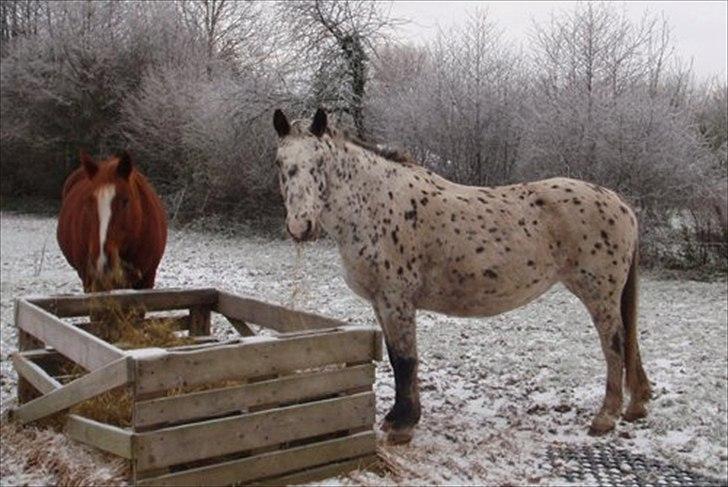 Knabstrupper Sally billede 7