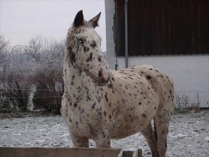 Knabstrupper Sally billede 8