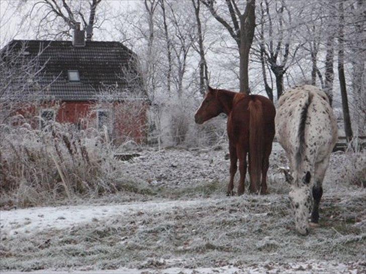 Knabstrupper Sally billede 9