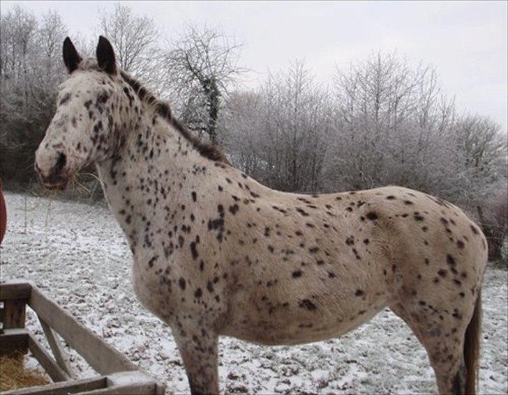 Knabstrupper Sally billede 10