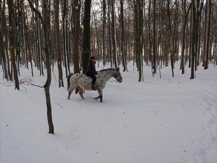 Knabstrupper Sally billede 11