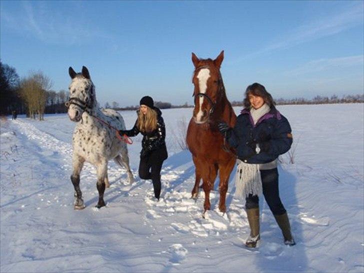 Knabstrupper Sally billede 12