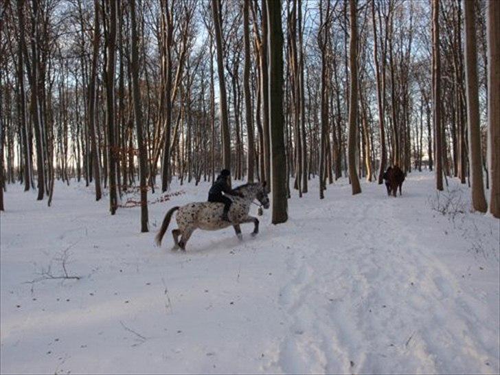 Knabstrupper Sally billede 13