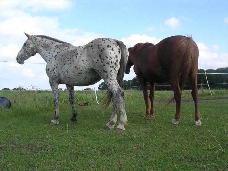 Knabstrupper Sally billede 14