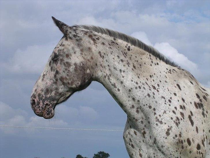 Knabstrupper Sally billede 15