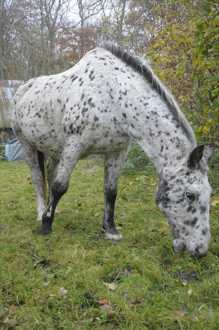 Knabstrupper Sally billede 16