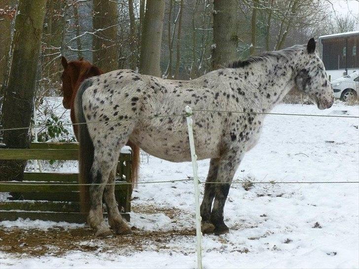 Knabstrupper Sally billede 17