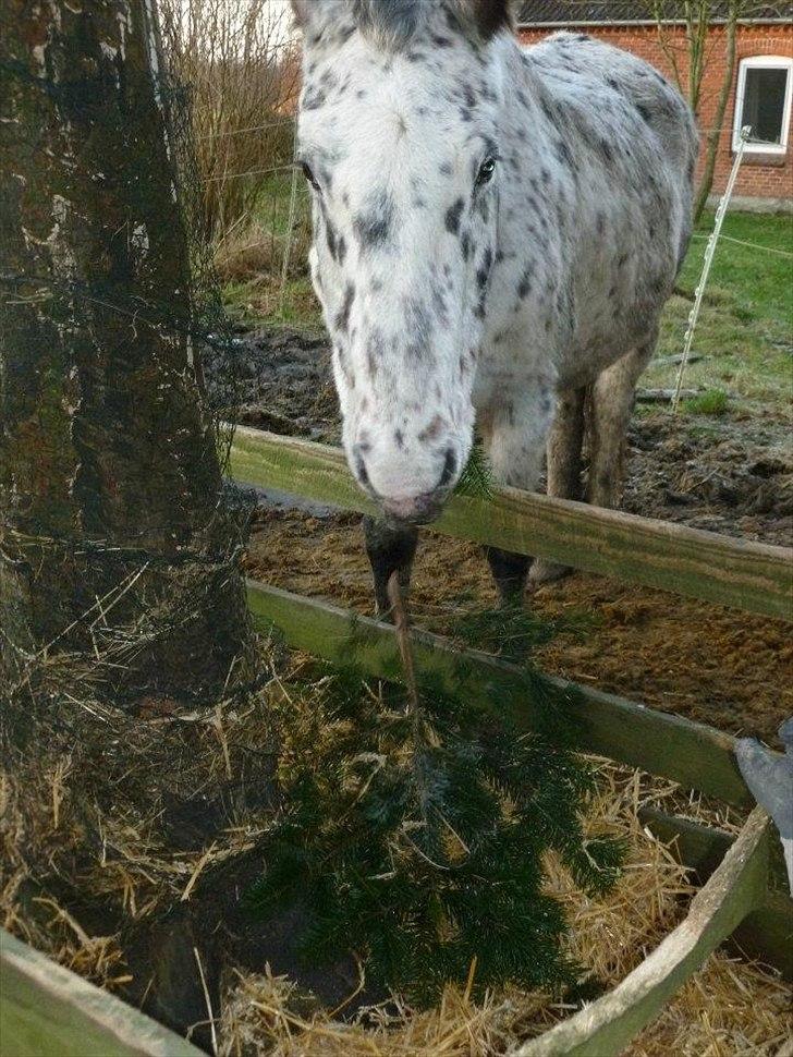 Knabstrupper Sally billede 18