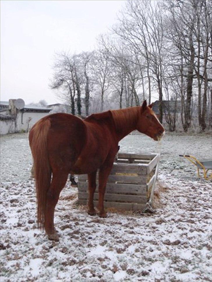 Hannoveraner Garwina billede 6