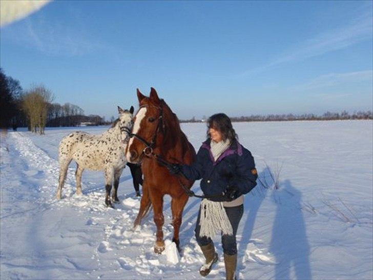 Hannoveraner Garwina billede 9