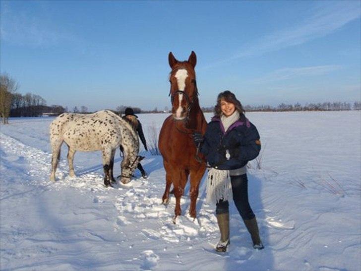 Hannoveraner Garwina billede 11