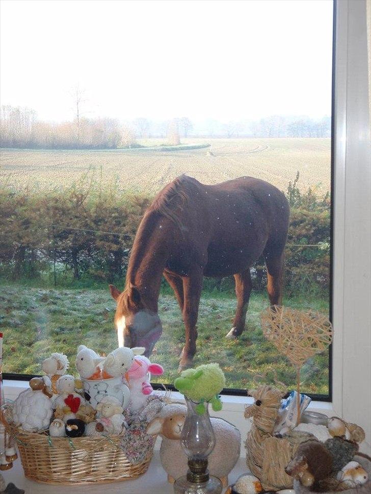 Hannoveraner Garwina billede 13