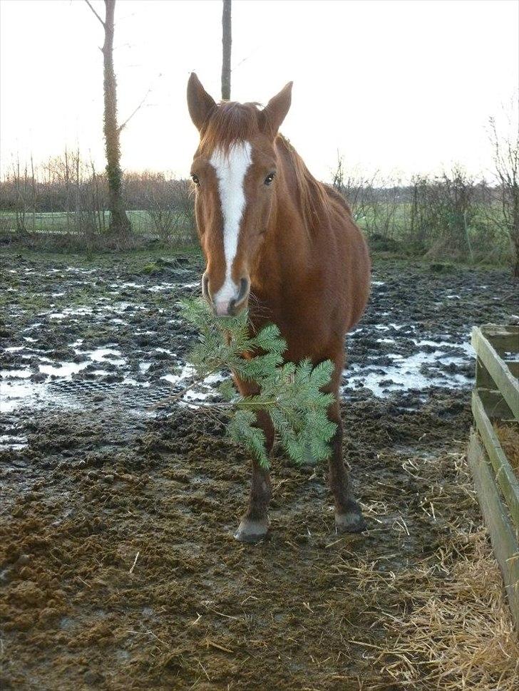 Hannoveraner Garwina billede 14