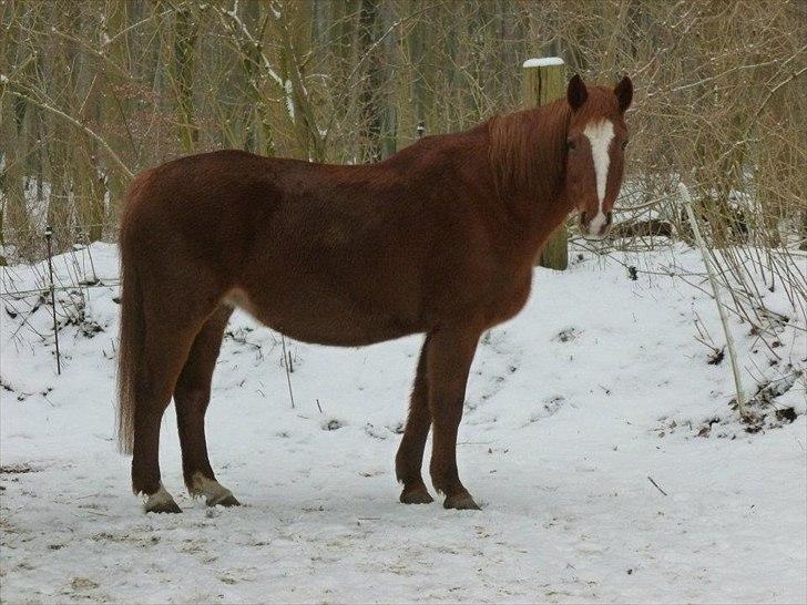 Hannoveraner Garwina billede 15