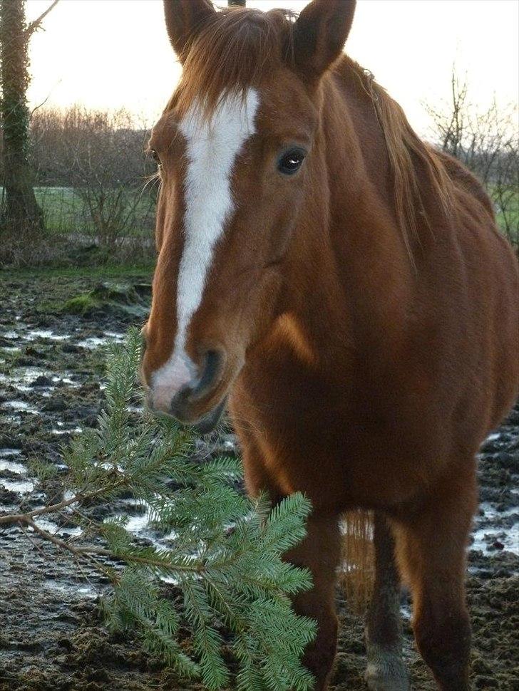 Hannoveraner Garwina billede 16
