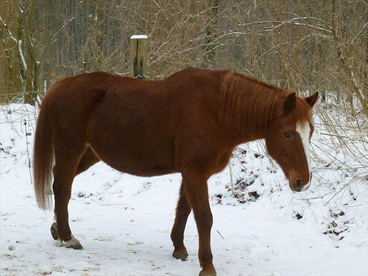 Hannoveraner Garwina billede 17