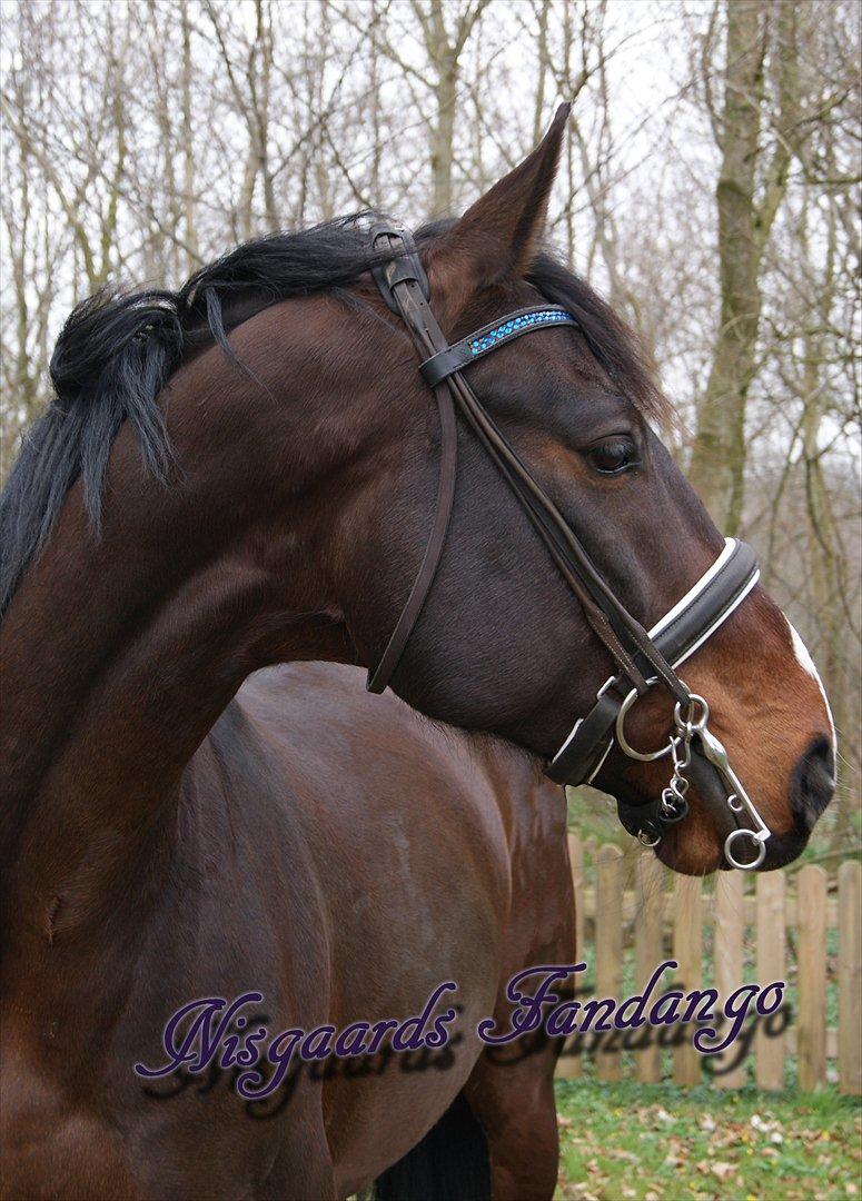 Westfaler Nisgaards Fandango - Min smukke Stjerne billede 2