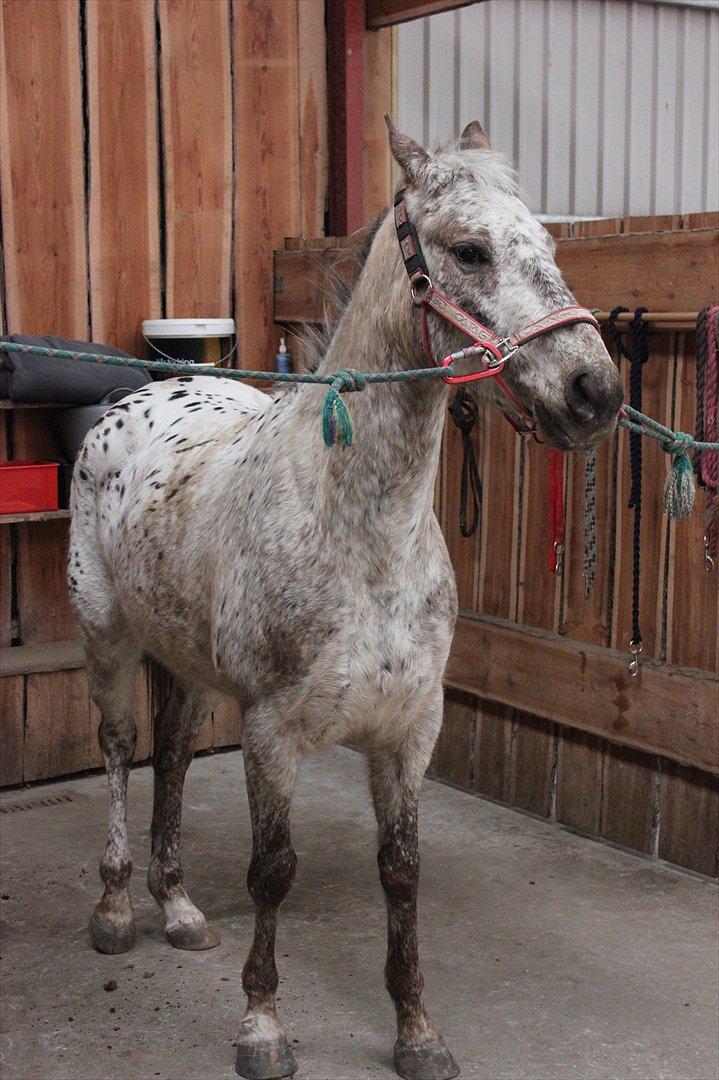 Knabstrupper Aastrupgaards Ydun billede 10