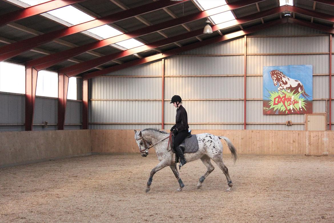 Knabstrupper Aastrupgaards Ydun billede 11