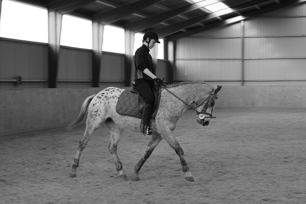 Knabstrupper Aastrupgaards Ydun billede 12