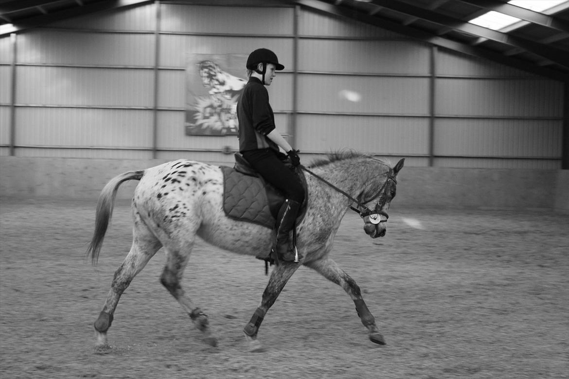 Knabstrupper Aastrupgaards Ydun billede 13