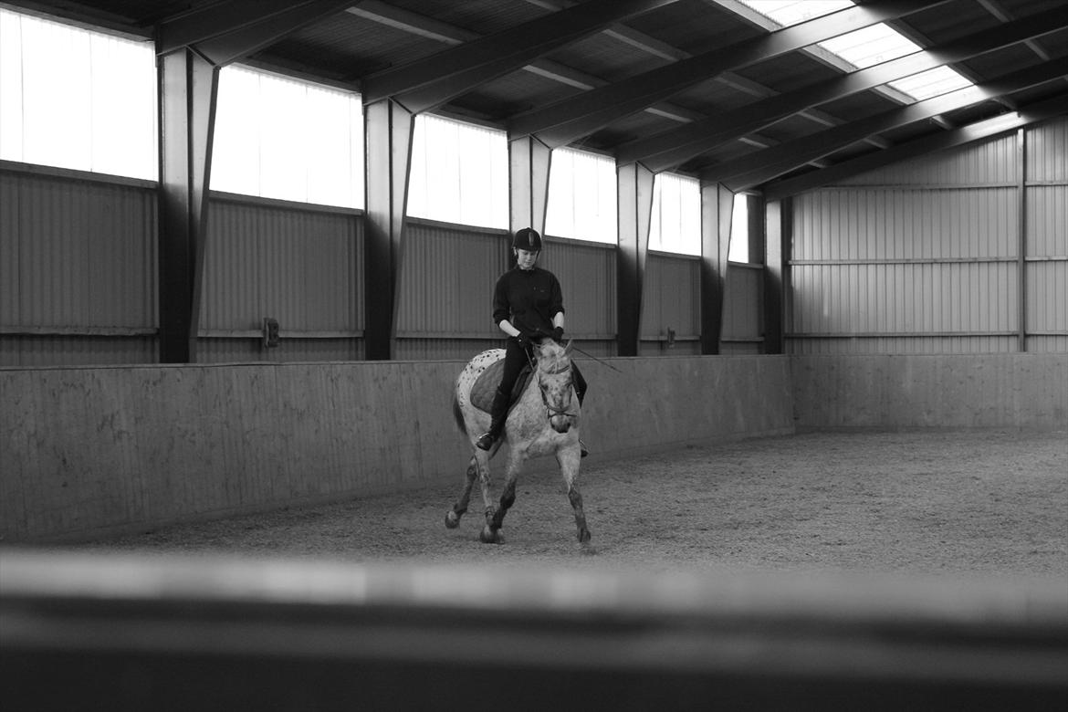 Knabstrupper Aastrupgaards Ydun billede 14