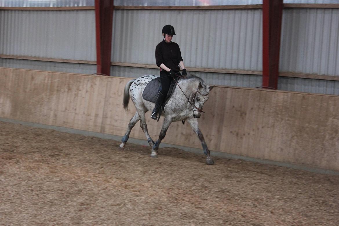 Knabstrupper Aastrupgaards Ydun billede 15