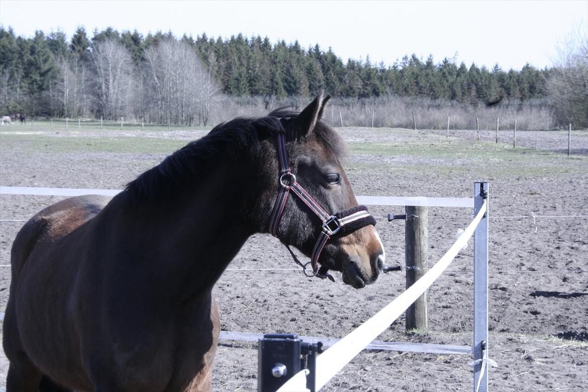 New Forest Starlight billede 13